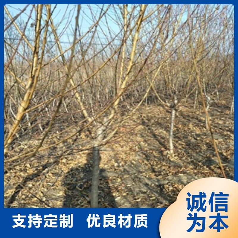 桃树,占地果树厂家技术完善