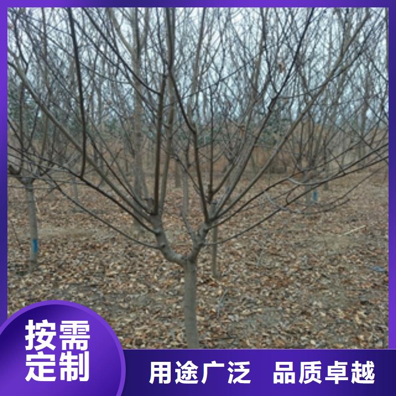 桃树_钙果苗全品类现货