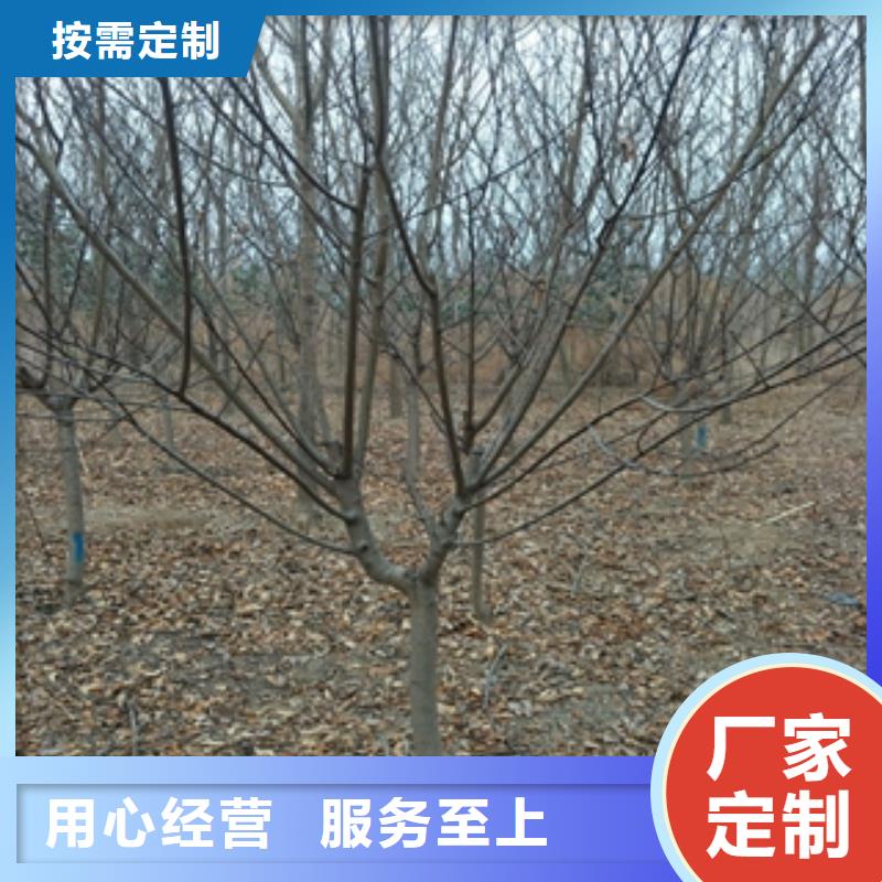 桃树核桃苗樱花苗长果桑树苗生产经验丰富
