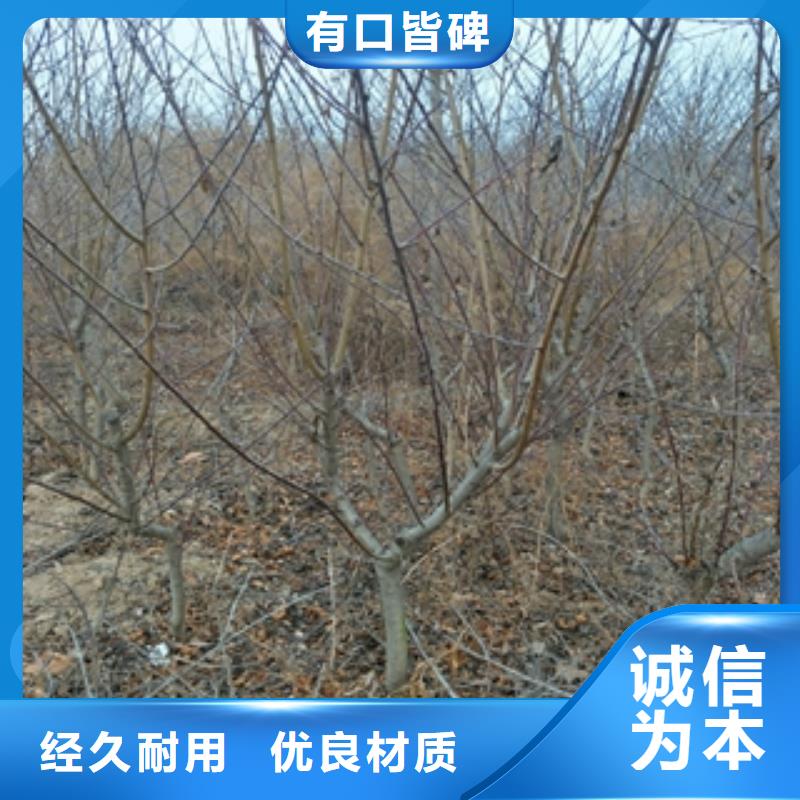桃树-蓝莓苗价格低
