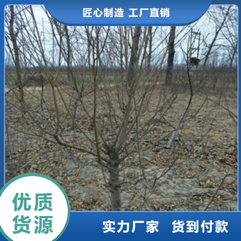 桃树核桃苗樱花苗长果桑树苗生产经验丰富