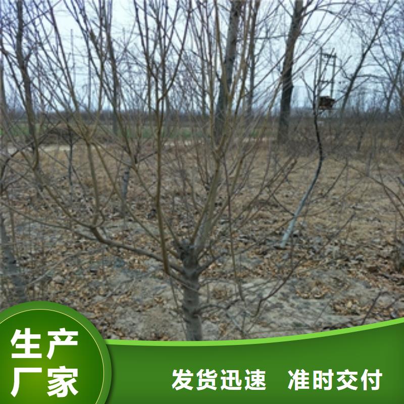 桃树-蓝莓苗价格低
