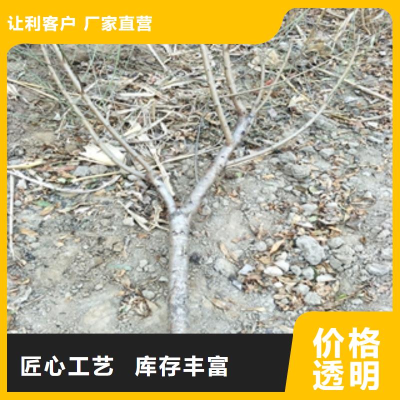 桃树-蓝莓苗价格低