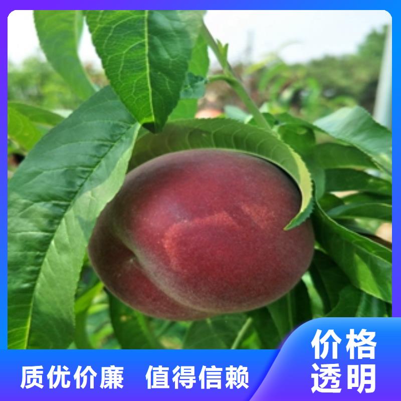 桃树核桃苗樱花苗长果桑树苗生产经验丰富