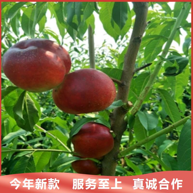 桃树,占地果树厂家技术完善