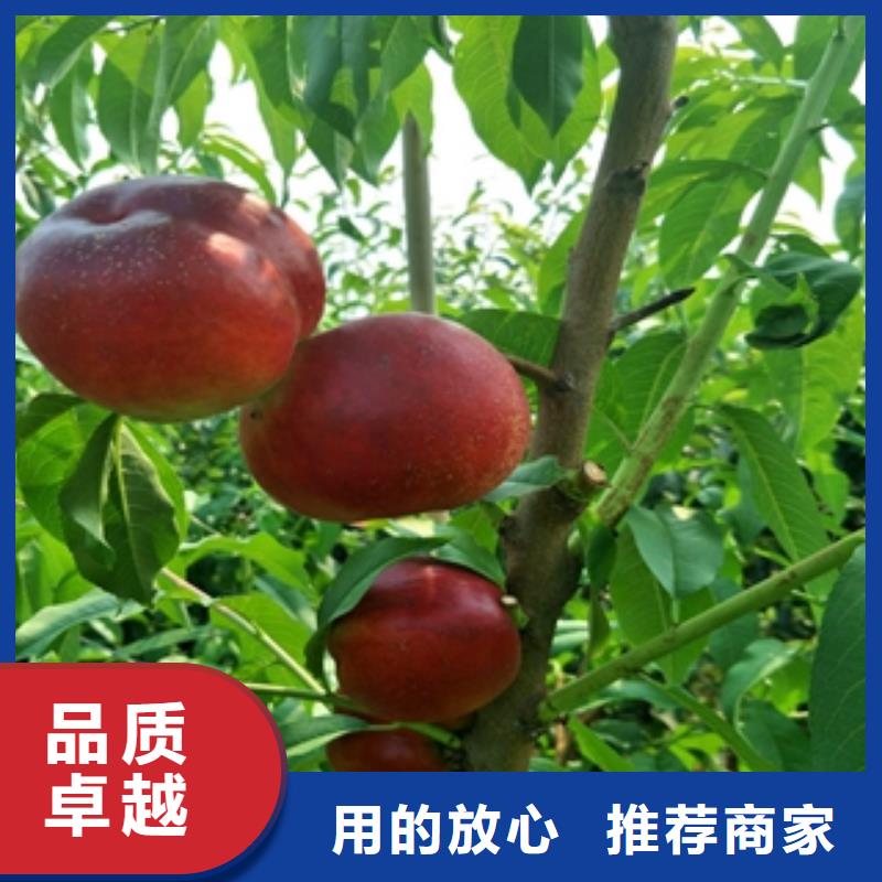 桃树核桃苗樱花苗长果桑树苗生产经验丰富