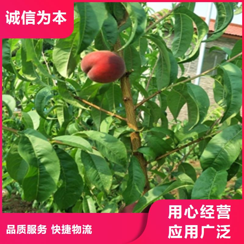 桃树樱桃苗精选好货