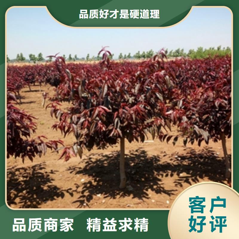 桃树_钙果苗全品类现货