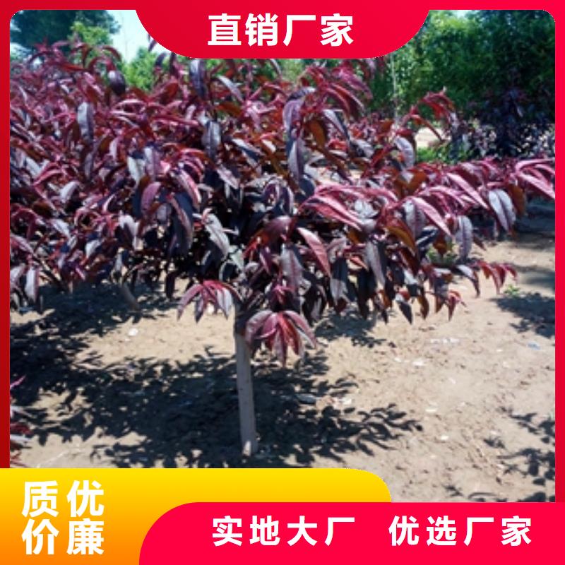 桃树核桃苗樱花苗长果桑树苗生产经验丰富
