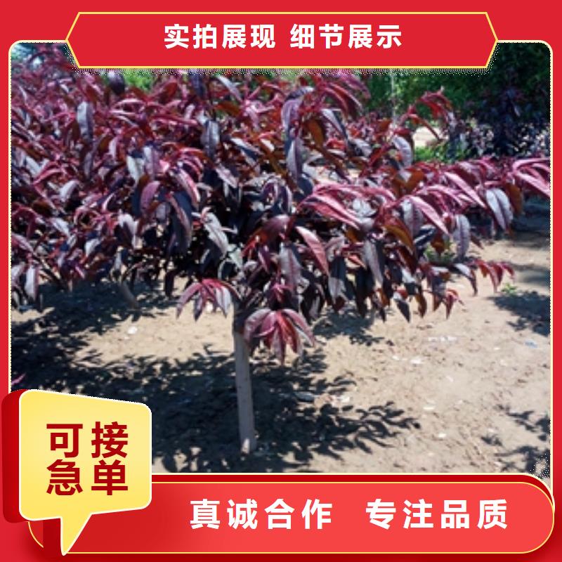 桃树,占地果树厂家技术完善
