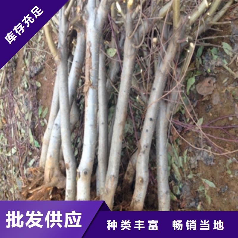 桃树,占地果树厂家技术完善