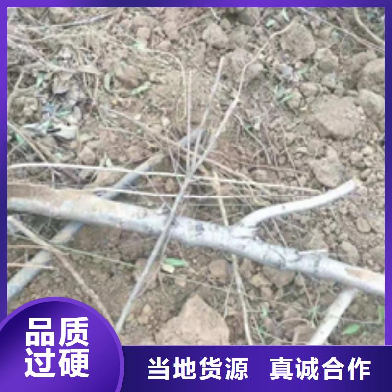 桃树,占地果树厂家技术完善