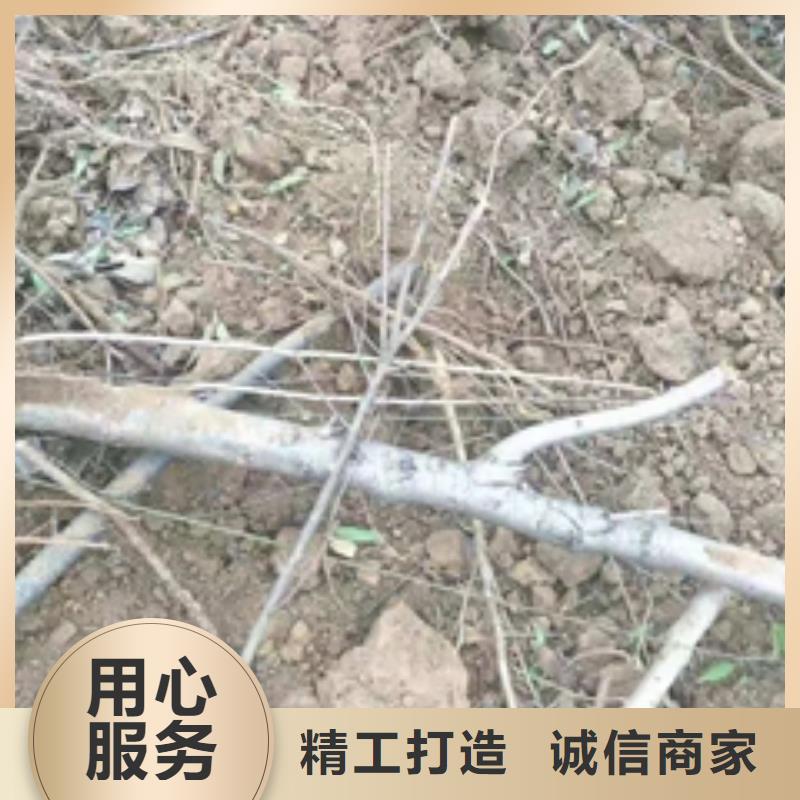 桃树樱桃苗精选好货
