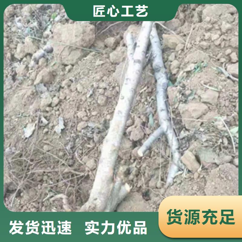 桃树-蓝莓苗价格低