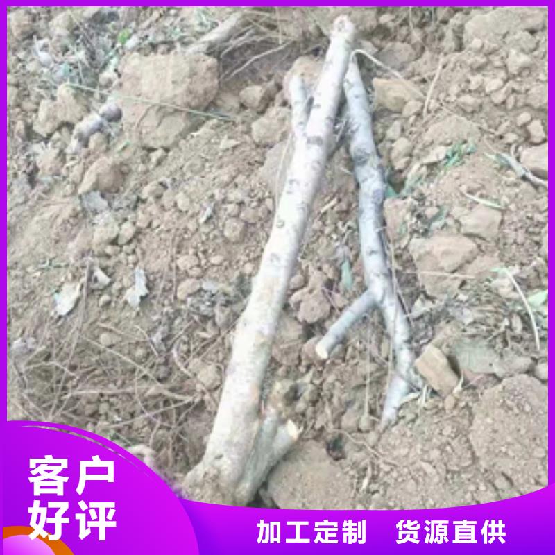桃树,占地果树厂家技术完善