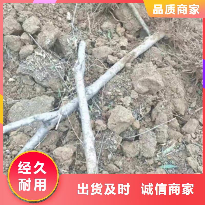 桃树,占地果树厂家技术完善
