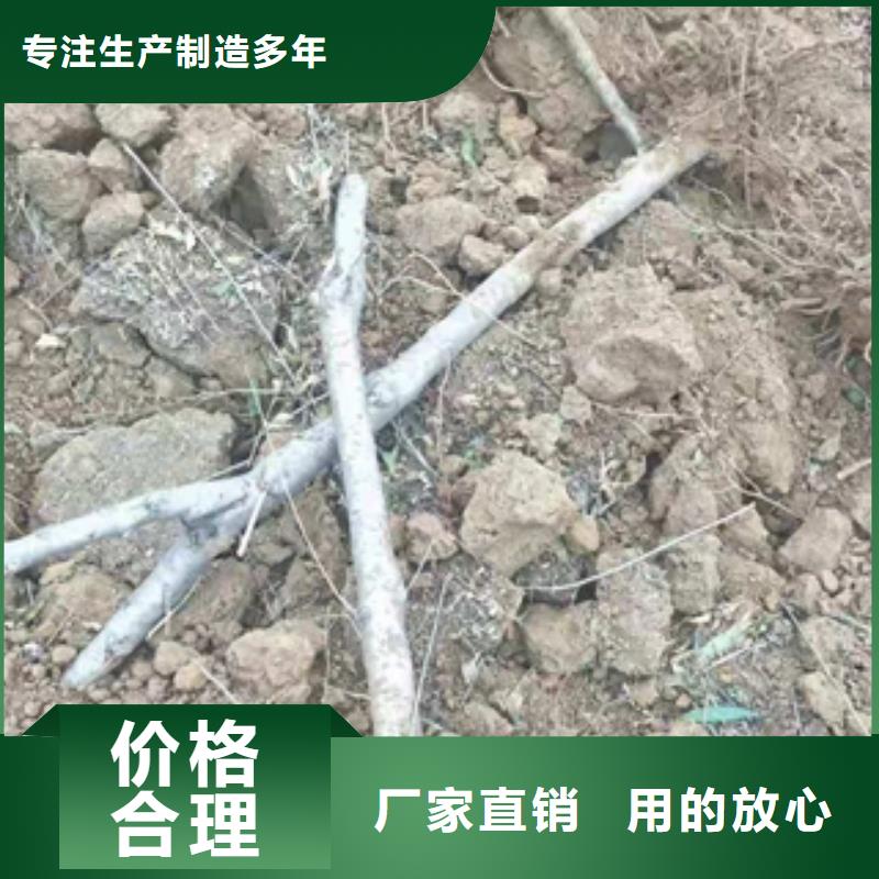 桃树_钙果苗全品类现货