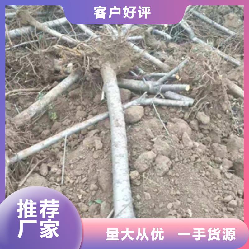 桃树-蓝莓苗价格低