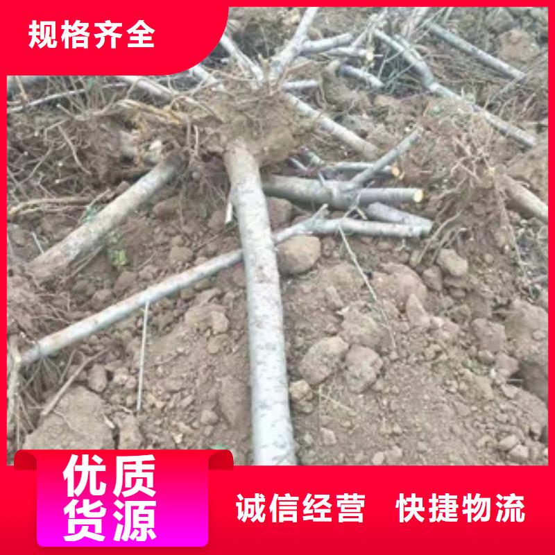 桃树,占地果树厂家技术完善