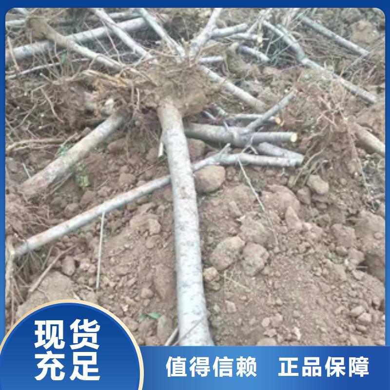 桃树核桃苗樱花苗长果桑树苗生产经验丰富