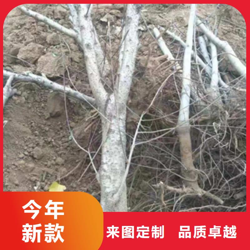 桃树核桃苗樱花苗长果桑树苗生产经验丰富