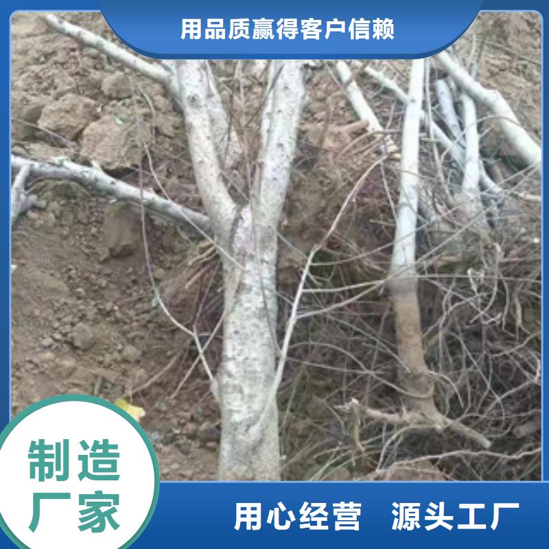 桃树-蓝莓苗价格低