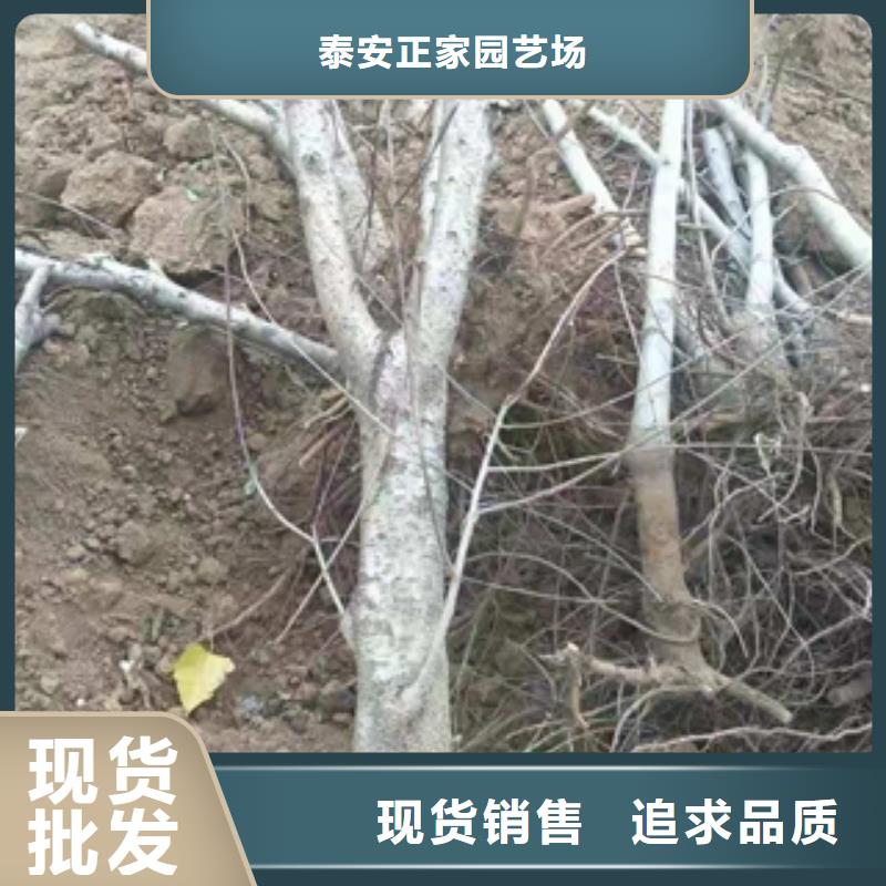 桃树核桃苗樱花苗长果桑树苗生产经验丰富
