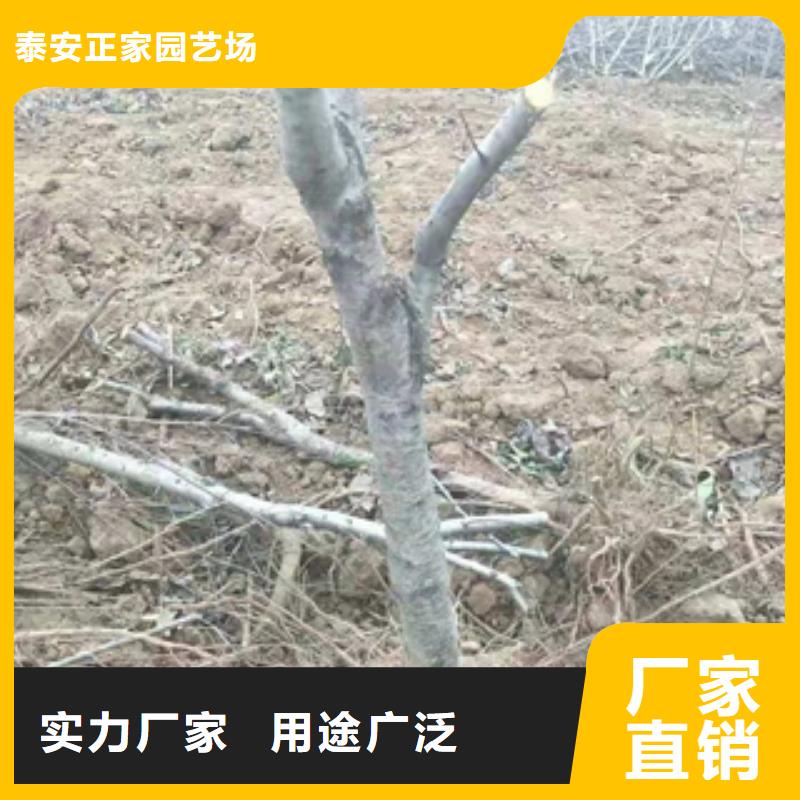 桃树,占地果树厂家技术完善