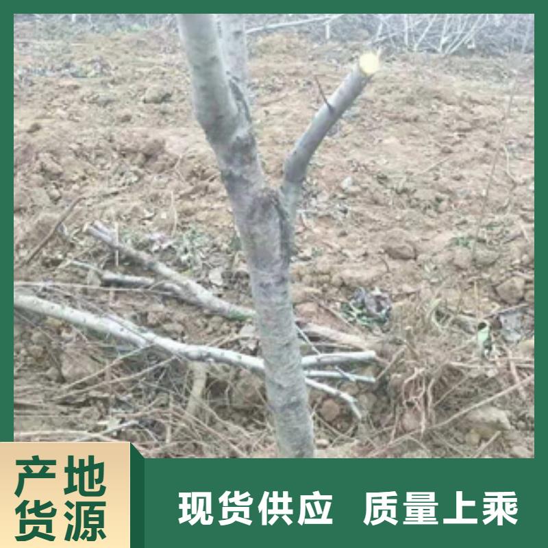桃树核桃苗樱花苗长果桑树苗生产经验丰富