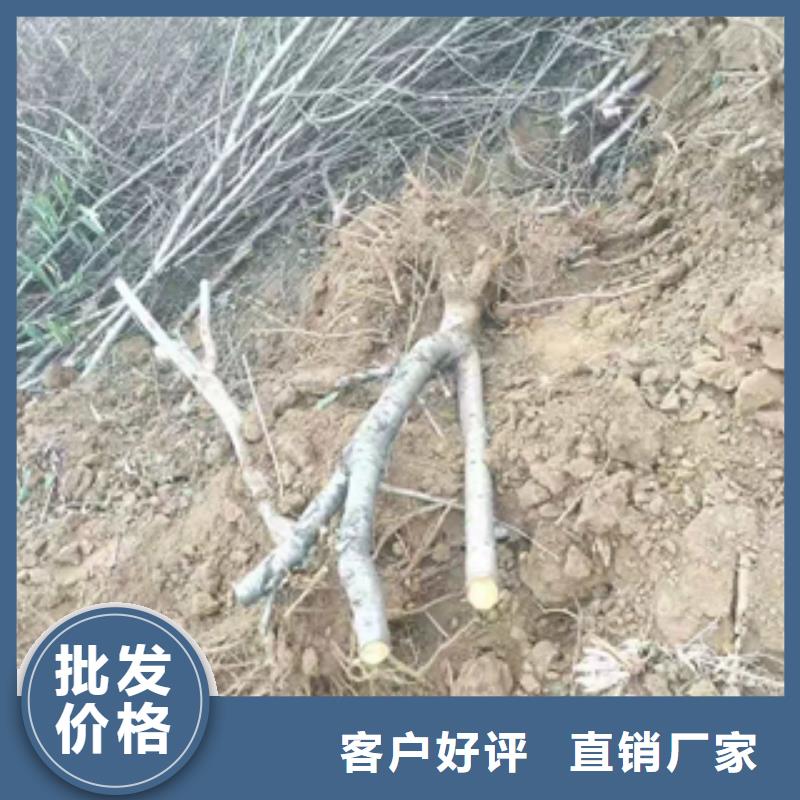 桃树核桃苗樱花苗长果桑树苗生产经验丰富