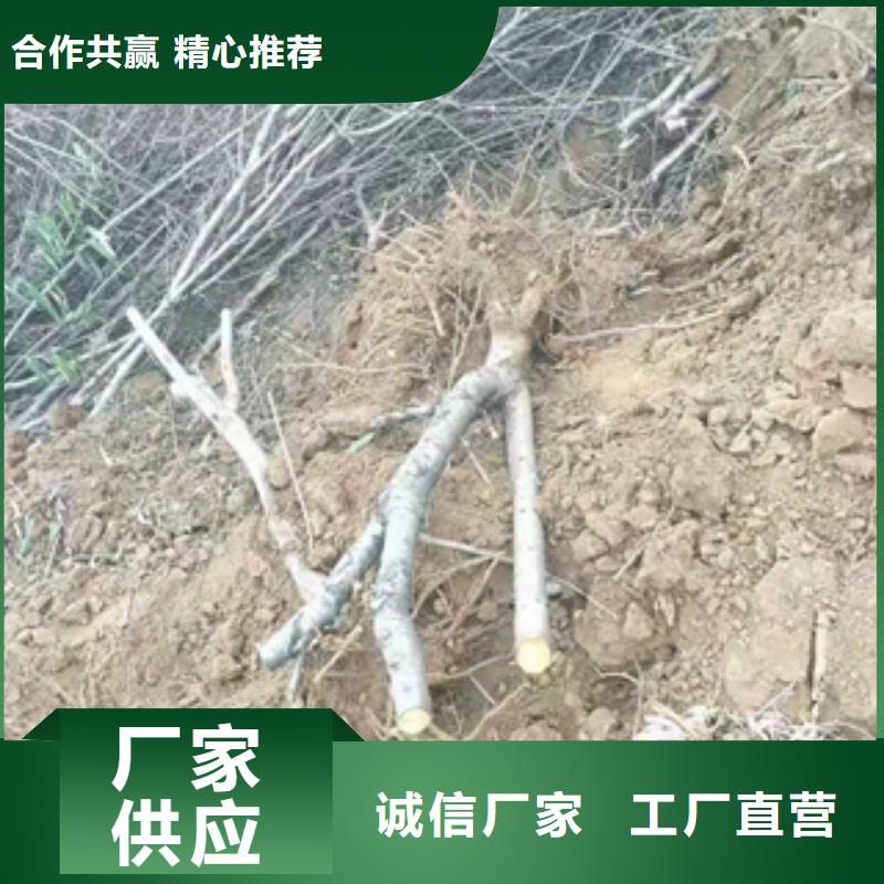 桃树_钙果苗全品类现货