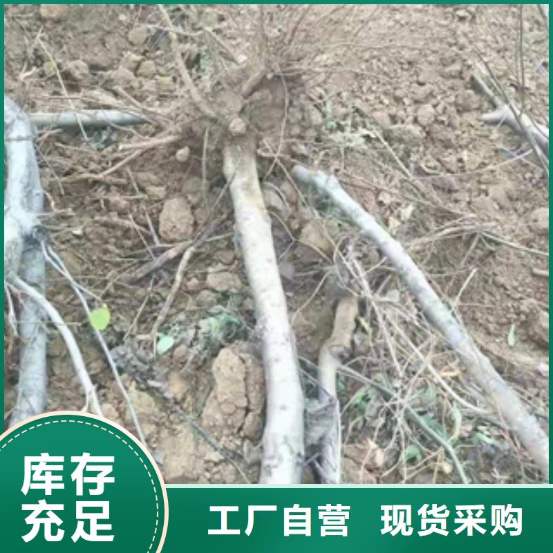 桃树核桃苗樱花苗长果桑树苗生产经验丰富
