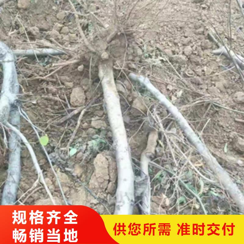 桃树_钙果苗全品类现货