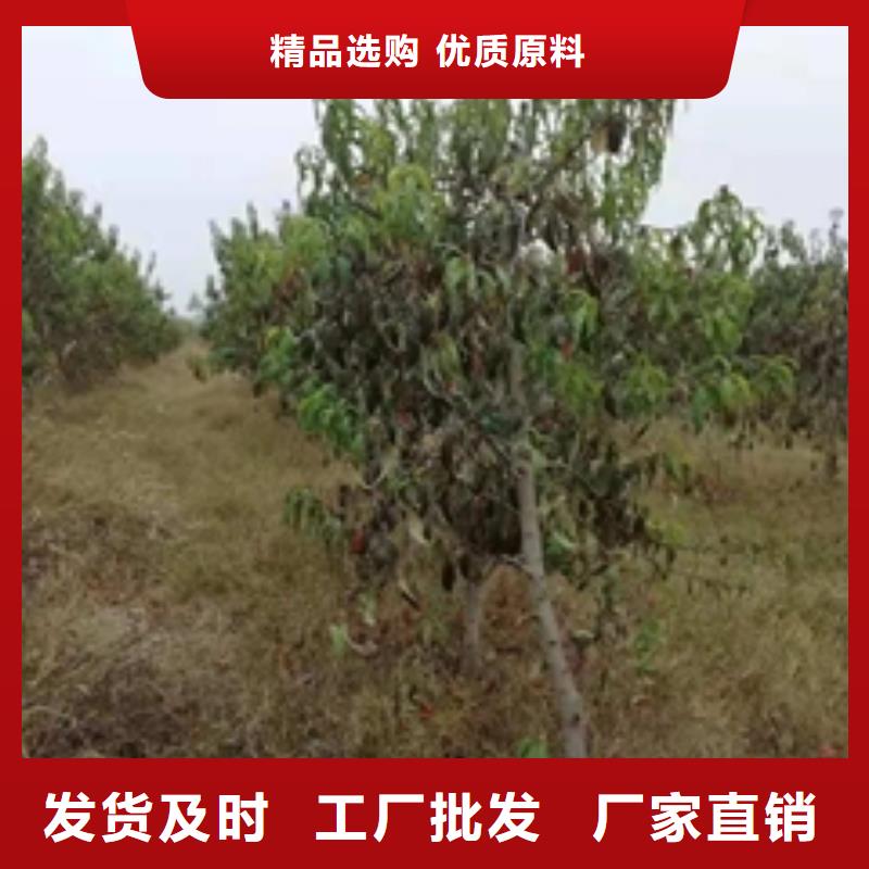 桃树,占地果树厂家技术完善