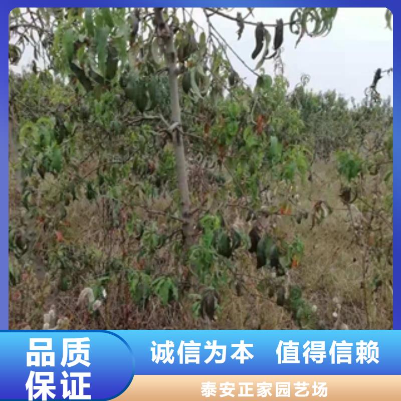 桃树核桃苗樱花苗长果桑树苗生产经验丰富