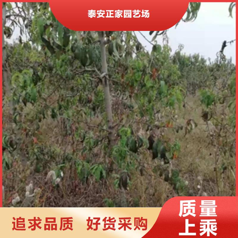 桃树樱桃苗精选好货