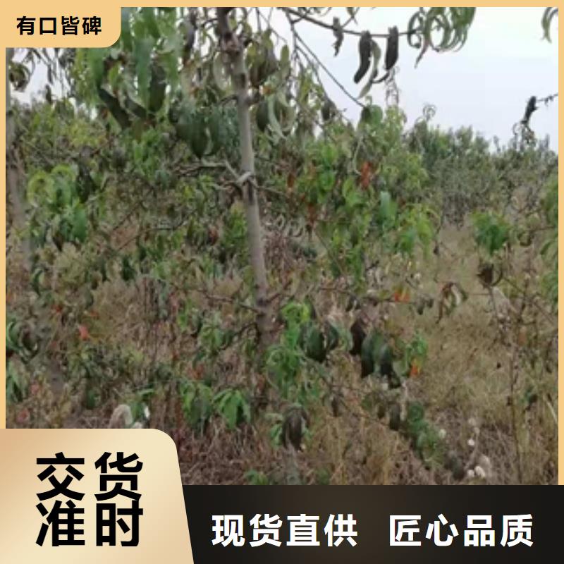 桃树,占地果树厂家技术完善