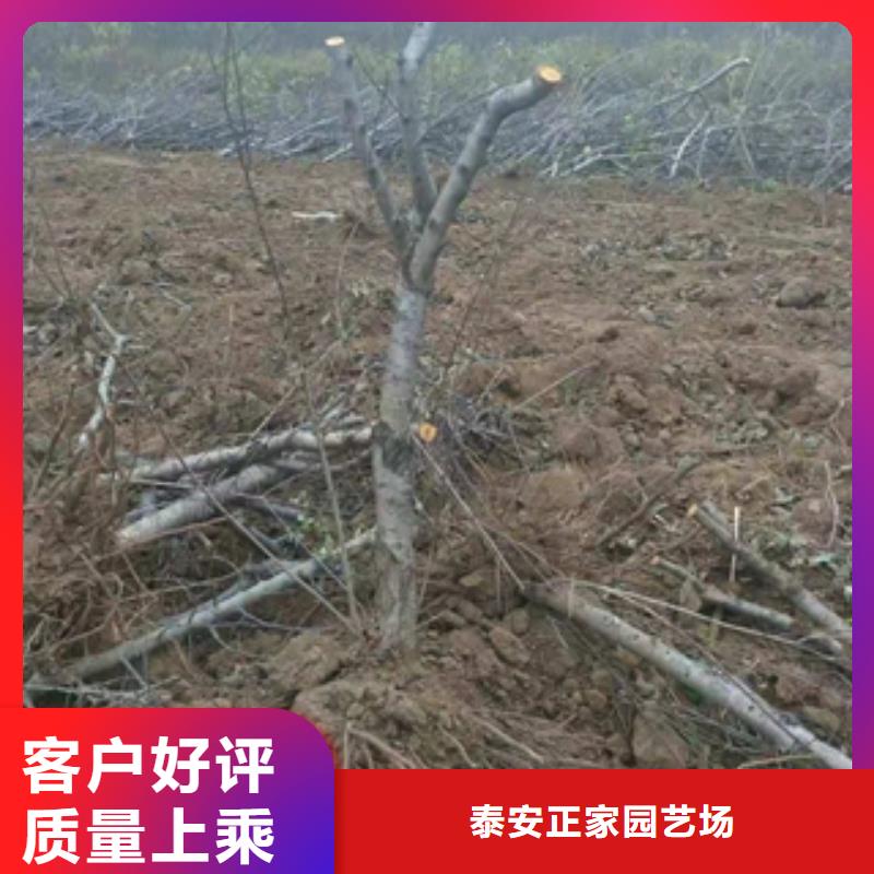 桃树,占地果树厂家技术完善