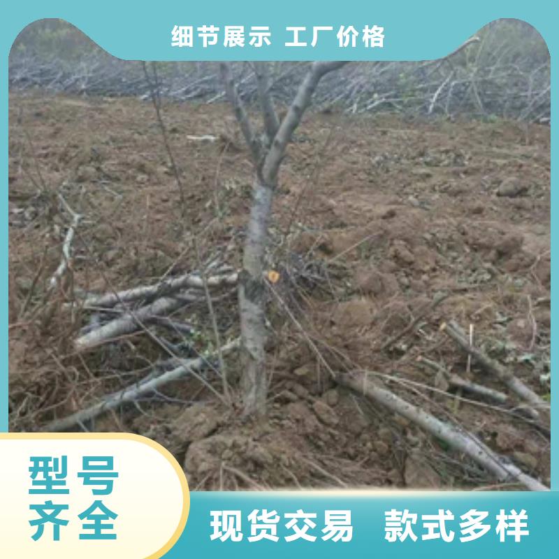 桃树核桃苗樱花苗长果桑树苗生产经验丰富