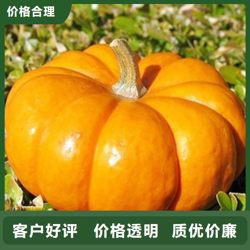 南瓜丁价格行情