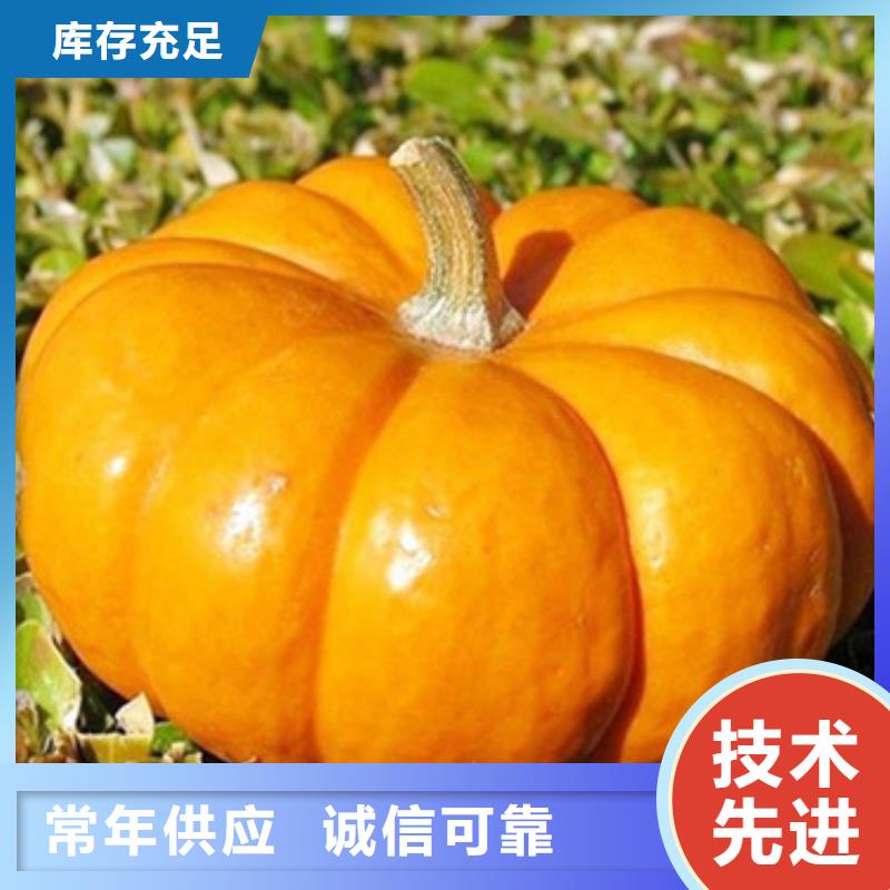 南瓜粒图片