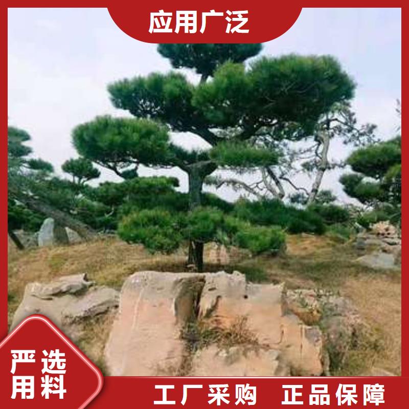 造型松,盆景价格实在