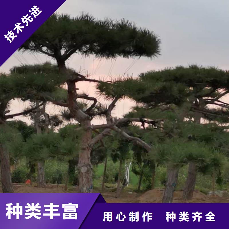 造型松-造型池松服务周到