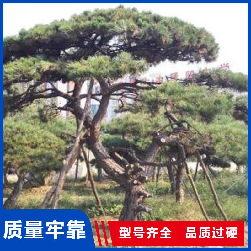 造型松平顶松讲信誉保质量