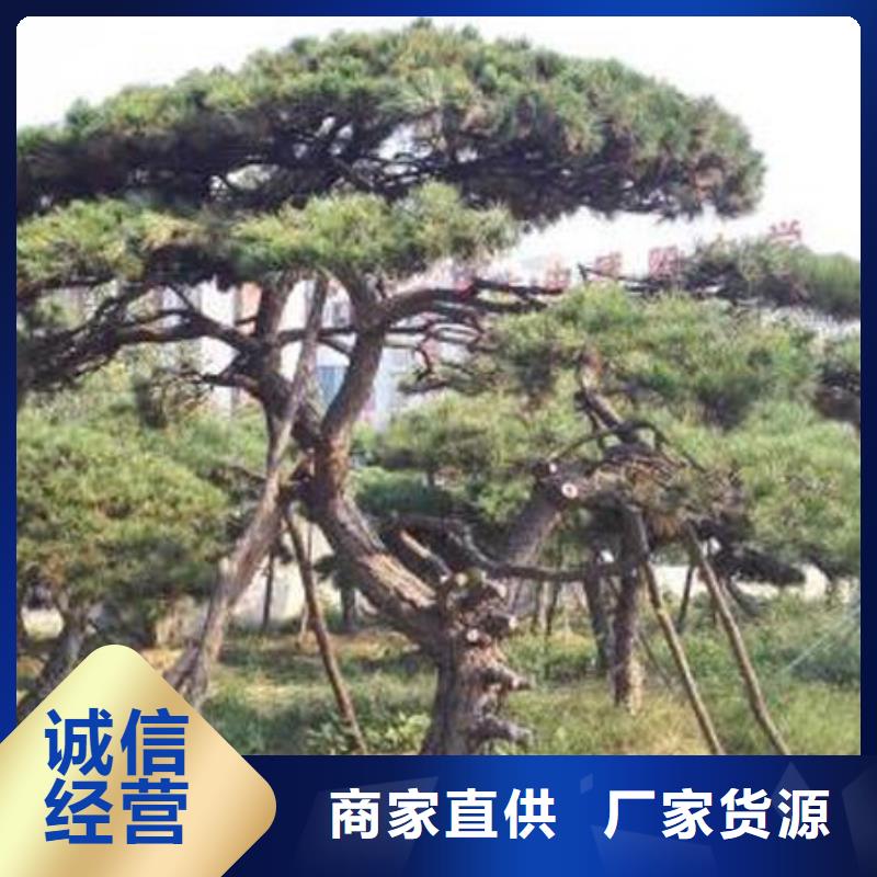 造型松-造型池松服务周到