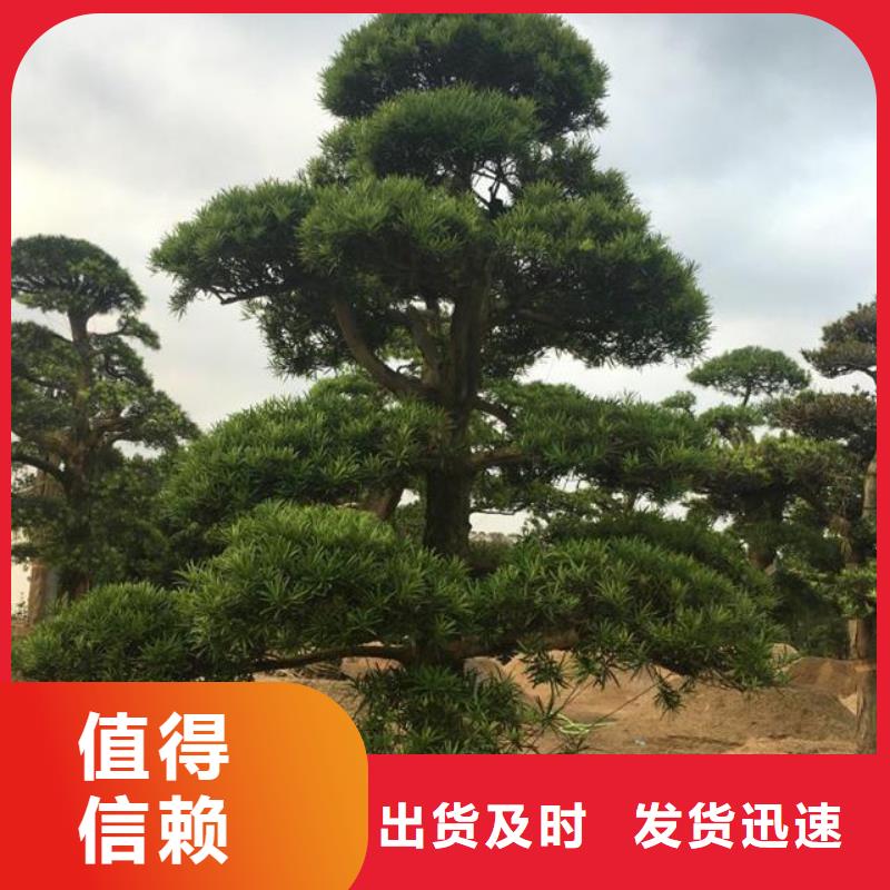 造型松平顶松讲信誉保质量