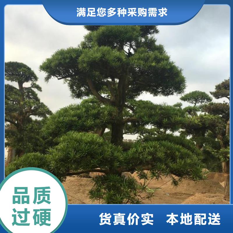 造型松造型池松保质保量