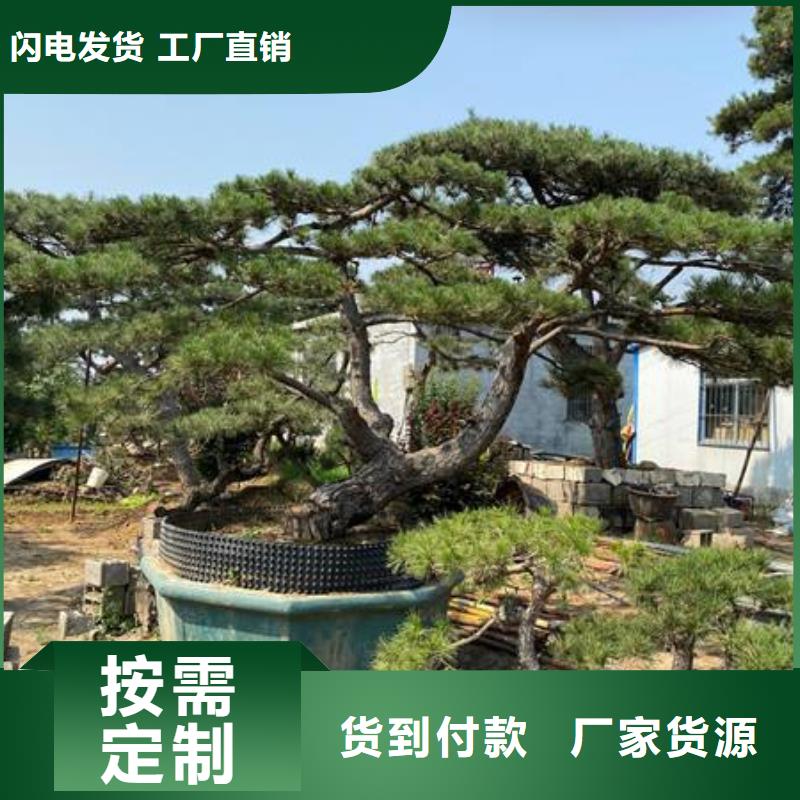 造型松造型黑松一手货源