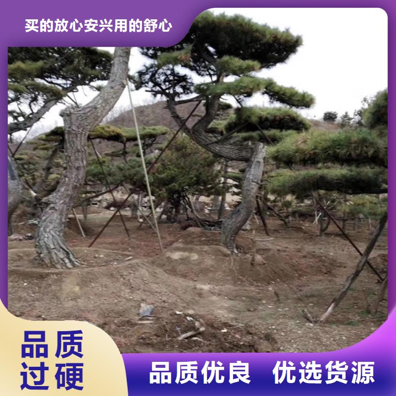 造型松造型油松客户好评