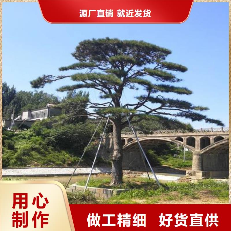 黑松视频-黑松(东实)覆盖地域辽宁省营口市老边|站前|铁岭|辽阳|本溪|葫芦岛|鞍山|阜新|抚顺